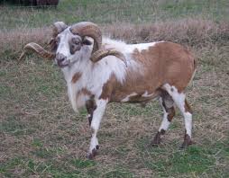 Painted Desert Ram Hunting Tennessee